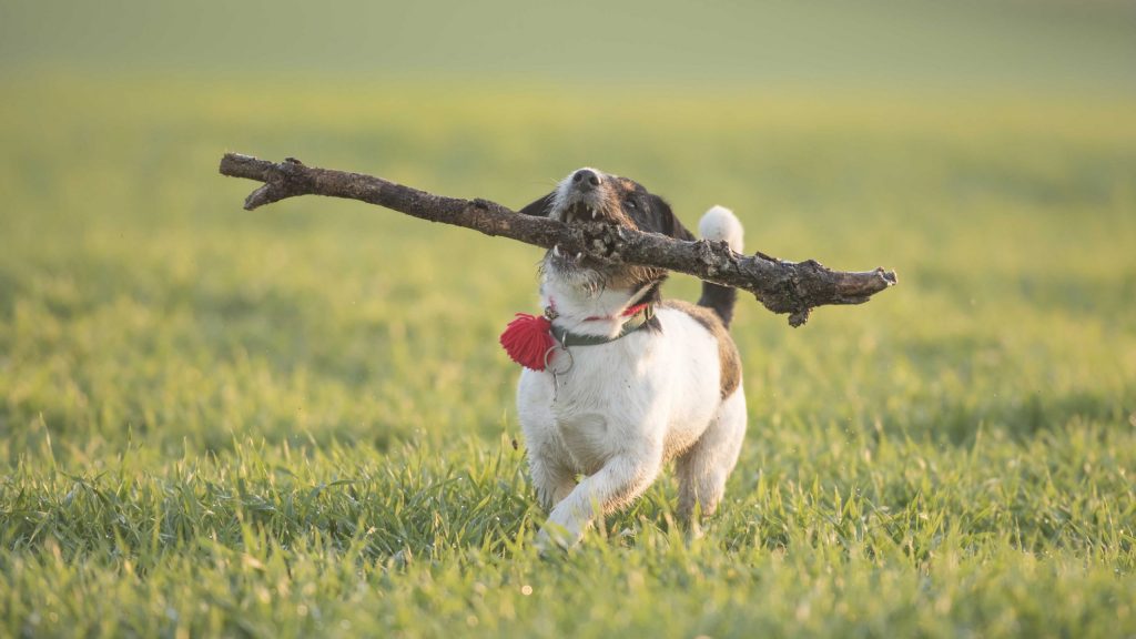 Guter Makler in Mönchengladbach: Höhere Verkaufspreise durch Frank Schmitz